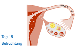 befruchtung0b.gif