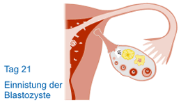 befruchtung0d.gif
