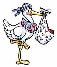 Storch